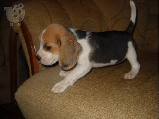 Beagle - Μπιγκλ καθαροαιμα και υιγιεστατα κουταβια στις καλυτερες τιμες 6979314054...